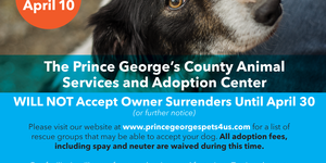 Animal Shelter Suspends Intake of Owner-Surrendered Dogs