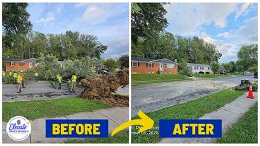 Downed Trees Before and After