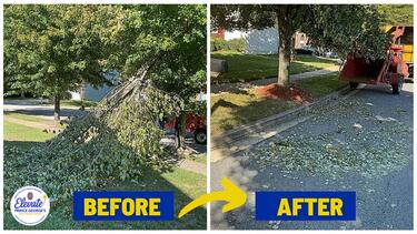 Downed Trees Before and After2