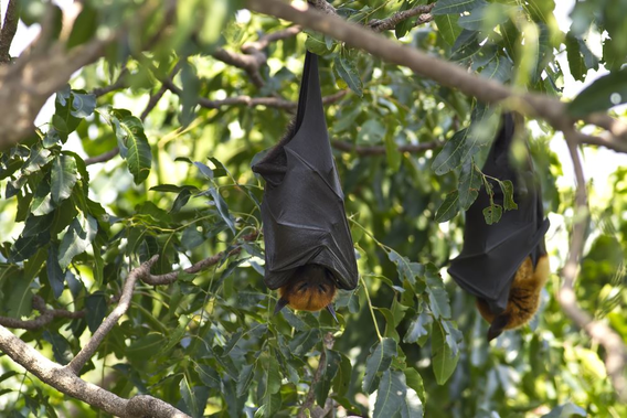 Bats in their natural habitat