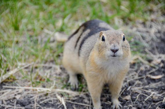 gopher in grass