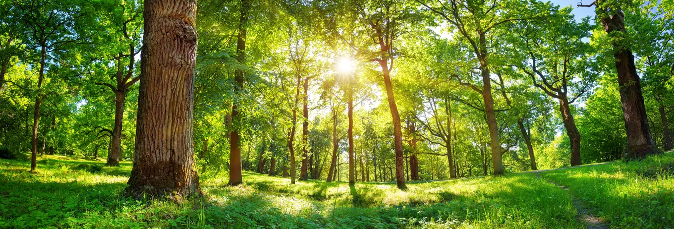 A forest with sun shining through the trees.