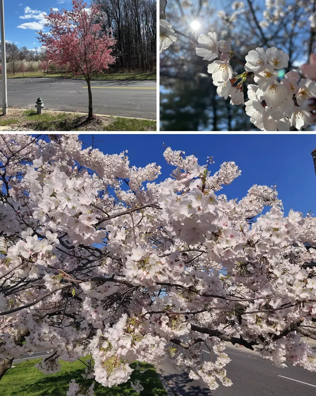 Cherry Blossom Trees