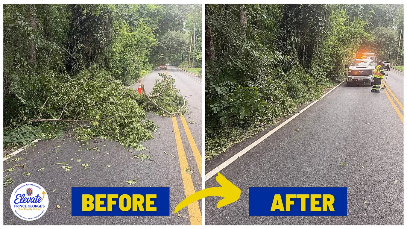 Before and After Downed Trees
