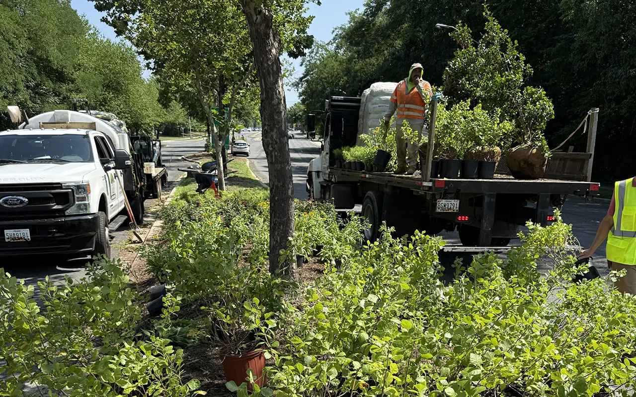 Tree planting on a County road