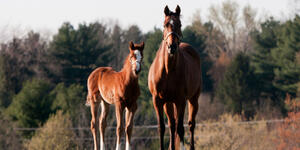 2 horses on a Maryland farm